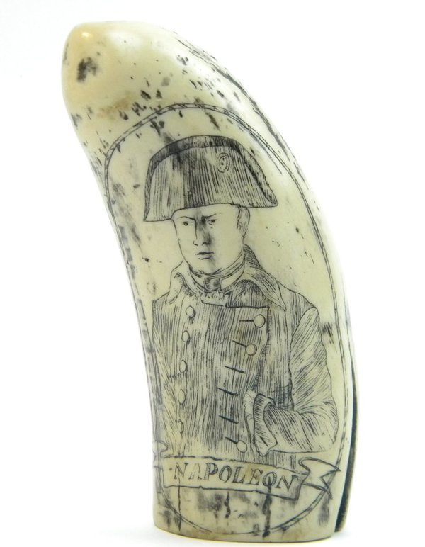 Walrosszahn Napoleon 14cm